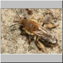 Andrena barbilabris - Sandbiene w18c 11mm - Sandgrube Niedringhaussee det.jpg